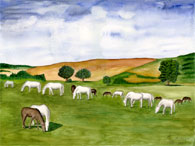Lipizzanerherde in Ungarn