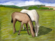 Lipizzaner in Ungarn