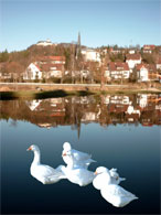 Gänse auf dem Mühlbachsee
