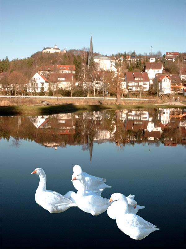 Gänseleben vor Weihnachten