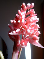 Die Frühlingssonne lacht