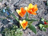 Der Frühling erwacht