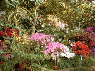 Der Frühling erwacht