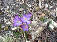 Der Frühling erwacht