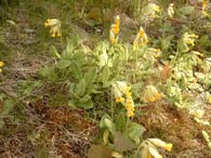 Schlüsselblumen im Frühling
