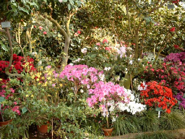 Botanischer Garten im Gewächshaus