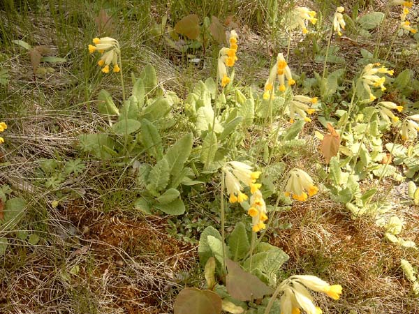 Schlüsselblumen im Frühling