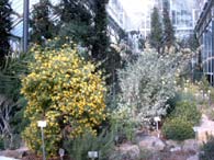 Botanischer Garten Berlin