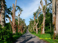 Verjuengungsschnitt der Linden