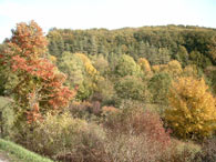 Herbstbild 