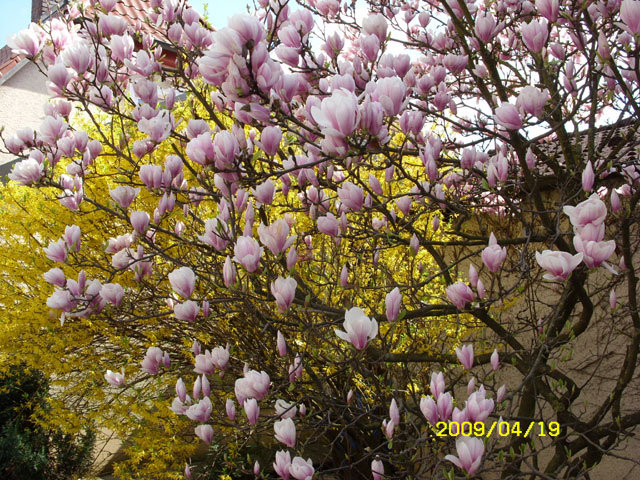 Der Frühling erwacht